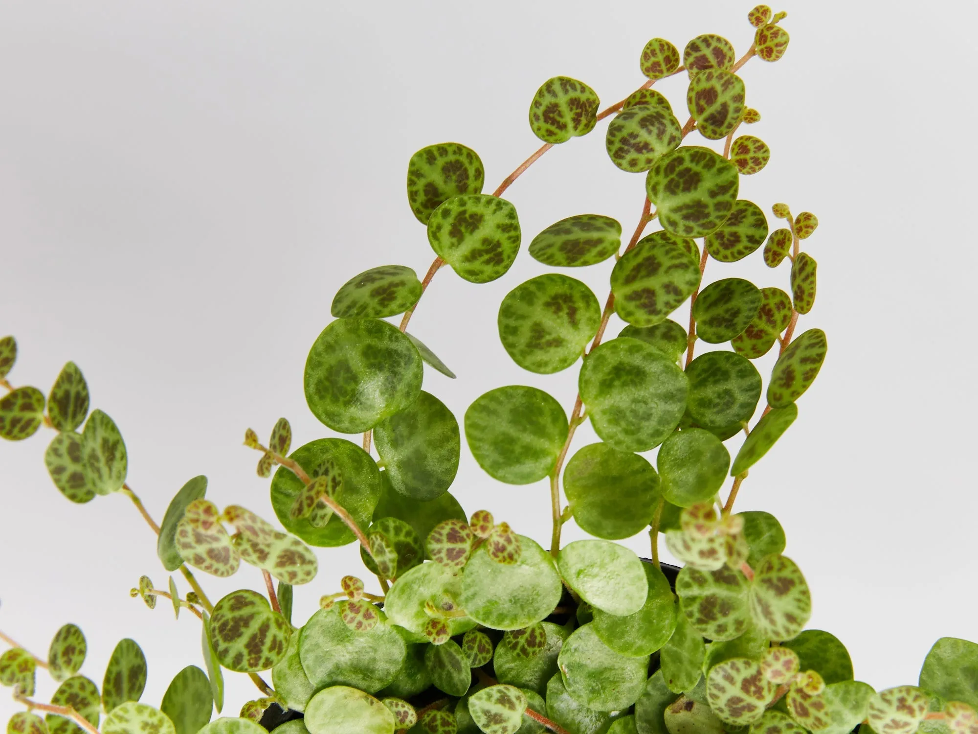 Peperomia prostrata The String Of Turtles 🐢